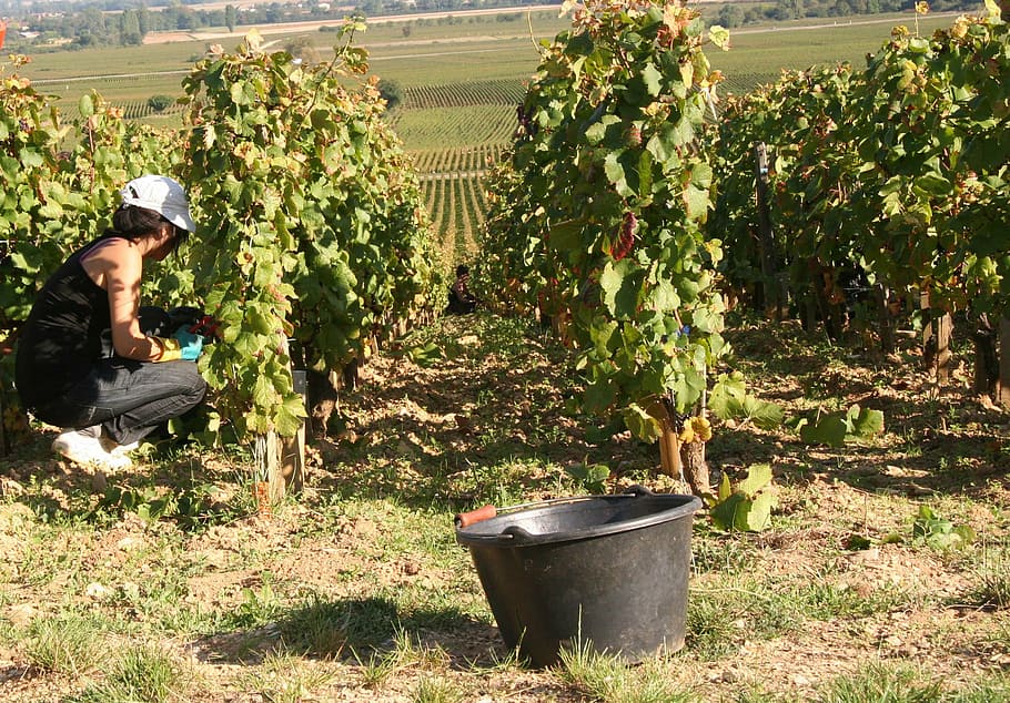 vines, burgundy, vineyard, harvest, agriculture, farm, grape HD wallpaper