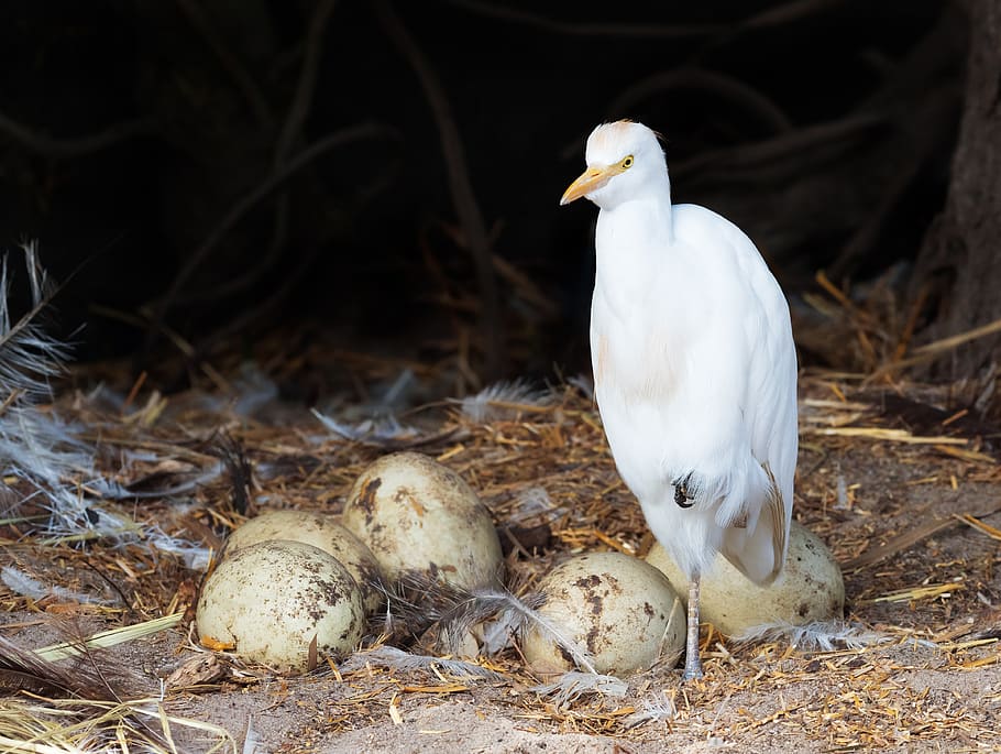 easter egret, cattle egret, rhea eggs, bird, avian, standing, HD wallpaper