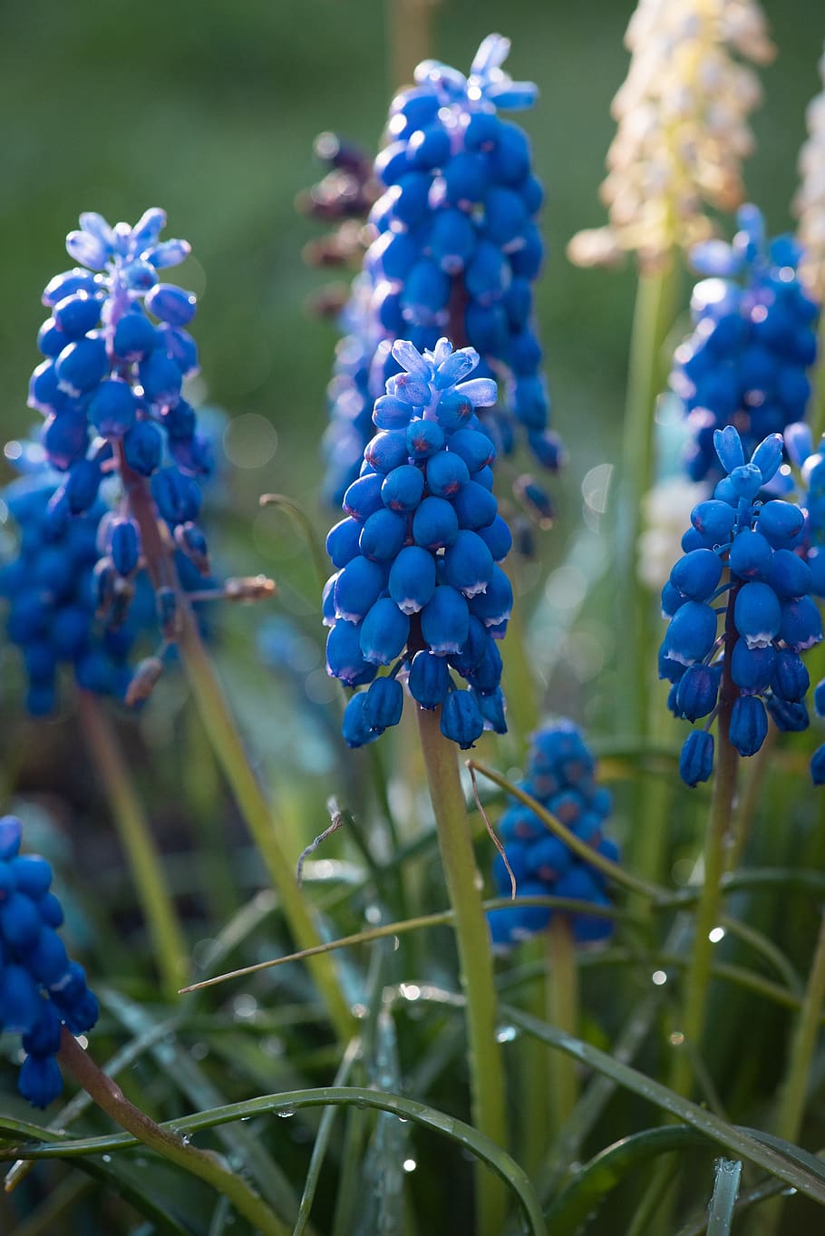 hyacinth, grape hyacinth, blue, flowers, nature, plant, garden, HD wallpaper