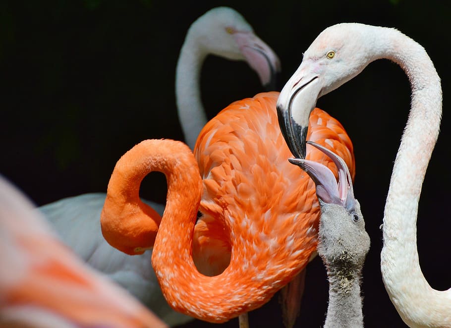 Flamingo, Bird, Pink, Plumage, bill, feather, birds, animal HD wallpaper