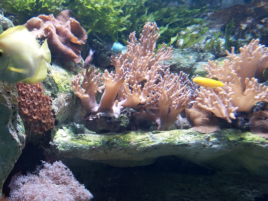 aquarium, spain, tropical, fish, underwater, sea, animals in the wild HD wallpaper