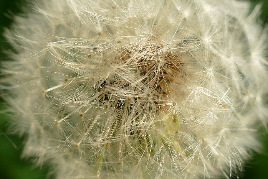 dandelion, flora, lint, seed, propagation, spread, fragility HD wallpaper