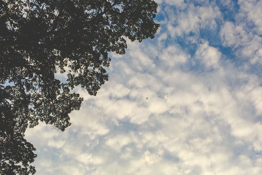 sky, clouds, airplane, flying, travel, trip, leaves, trees HD wallpaper