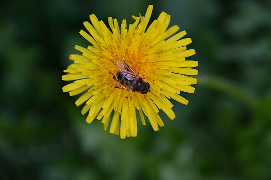 dandelion, flower, nature, bee, flora, foraging, yellow, flowering plant HD wallpaper