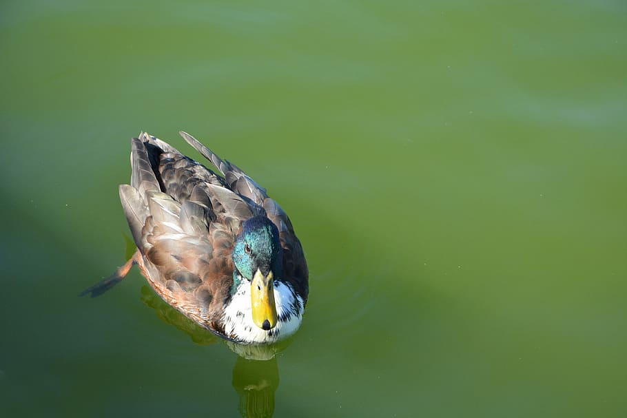 Duck, Pond, Water, one animal, animal themes, animals in the wild HD wallpaper