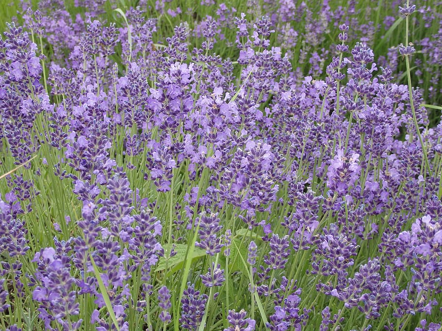 lavender, summer, tihany, flowering plant, beauty in nature HD wallpaper