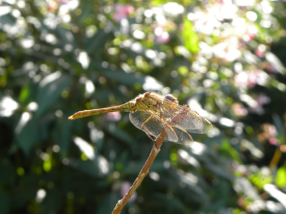 dragonfly, bug, nature, summer, wings, animals, macro, one animal HD wallpaper