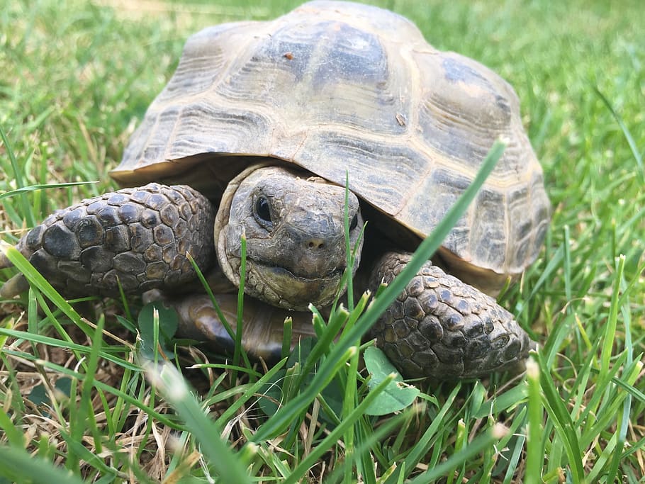 turtle, grass, nature, garden, animal, eat, rest, reptile, shell HD wallpaper