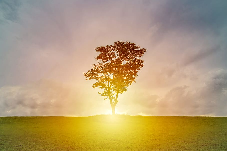 silhouette of tree on grass field with sunray under cloudy sky, silhouette of tree during daytime HD wallpaper