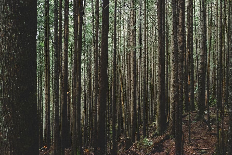 scenery forest trees, plants, pine, nature, mountain, grass HD wallpaper