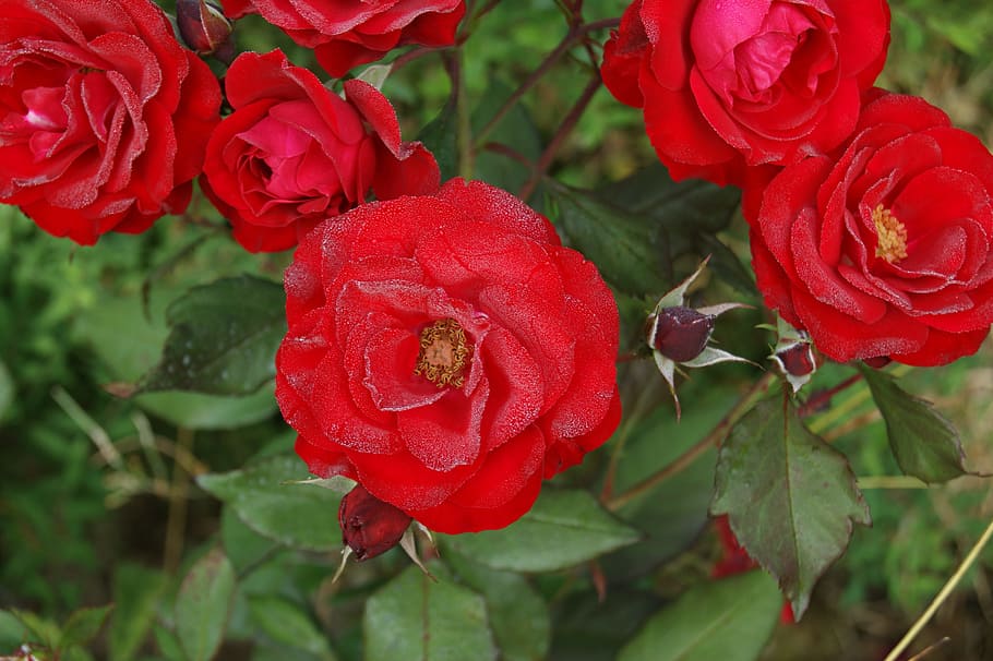 roses, flowers, red, beauty in nature, plant, close-up, flowering plant HD wallpaper