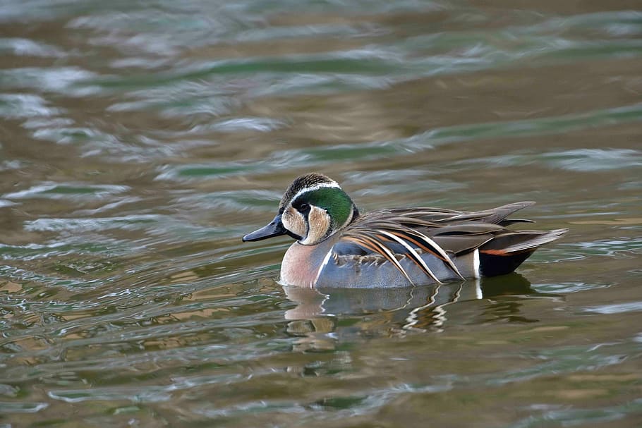 duck, bird, natural, pond, wild animals, water, animal wildlife HD wallpaper