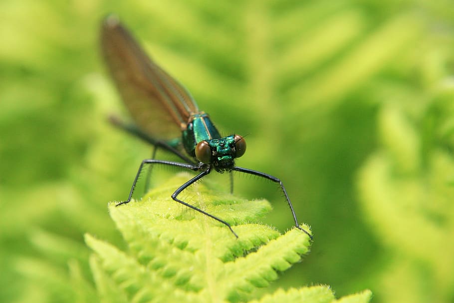 insect, macro, dragonfly, closeup, leaf, green, nature, invertebrate HD wallpaper