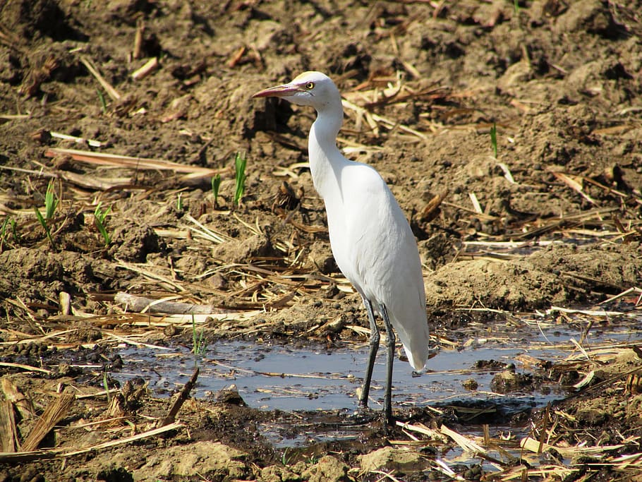 crane, dharwad, india, bird, fly, wings, feather, wildlife HD wallpaper