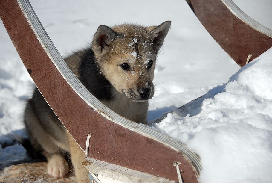 Greenland Dog, Puppy, winter, snow, one animal, cold temperature, HD wallpaper