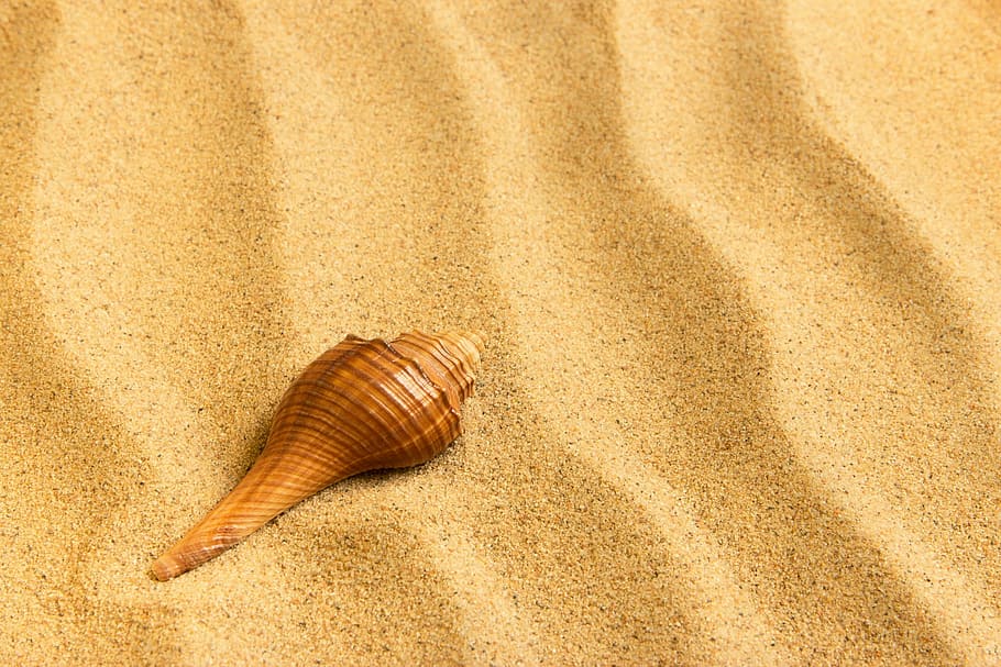 Journey, Sand, Shell, one animal, no people, fragility, close-up HD wallpaper