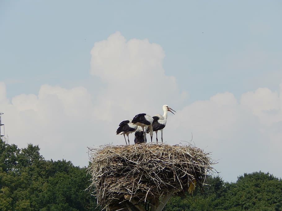 storks, birds, young, socket, animal themes, animals in the wild HD wallpaper