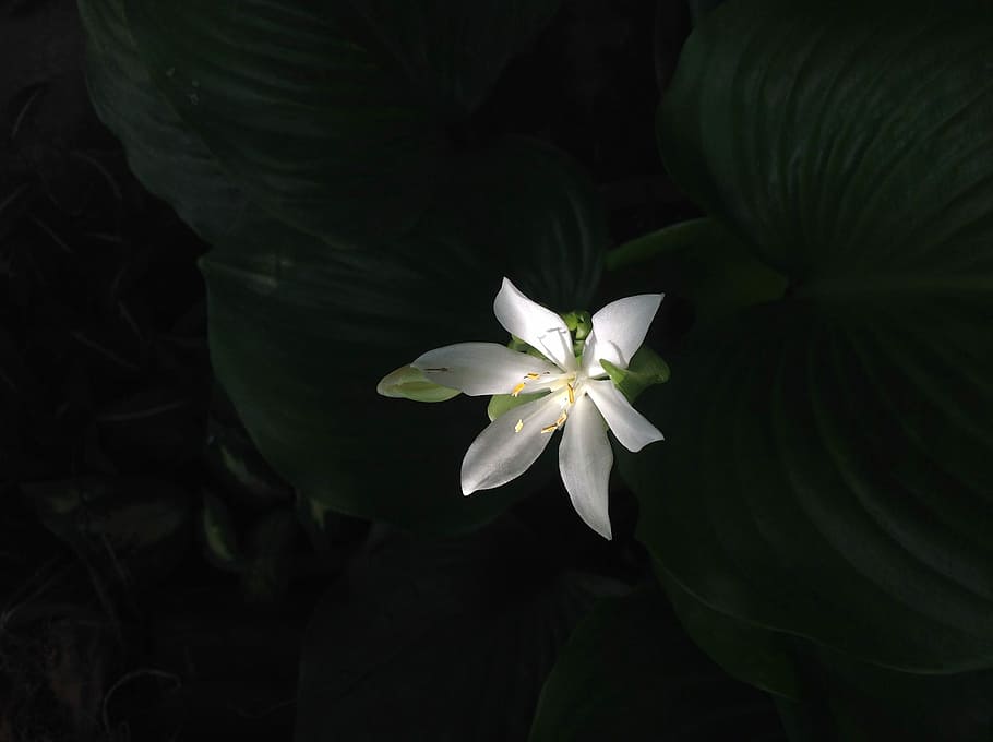 Flower, White, Elegant, Nature, green, woman, girl, spa, petal HD wallpaper