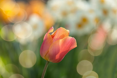 selective focus photography of pink petaled flower, tulip, red HD wallpaper