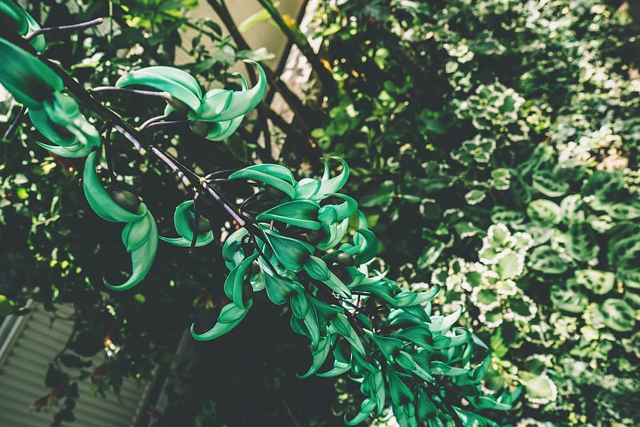 nature, branches, blur, leaves, botanical, close -up, environment HD wallpaper