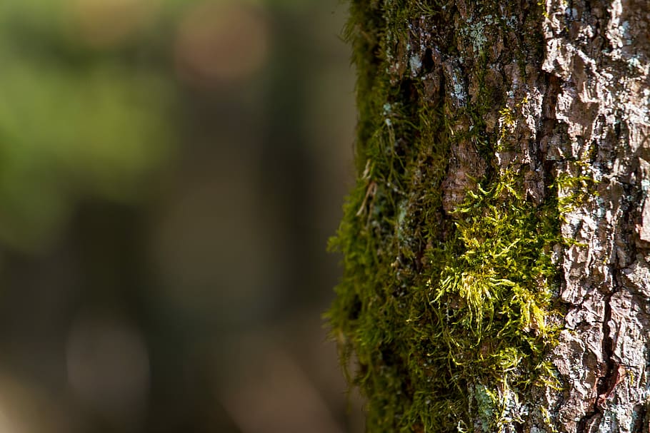 selective focus of tree trunk, bark, nature, wood, moss, background HD wallpaper