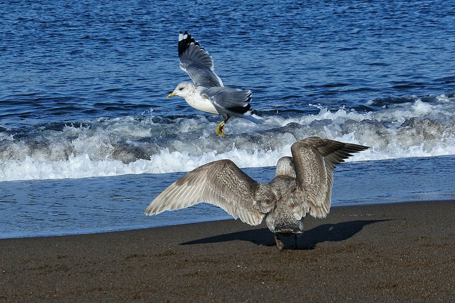 animal, sea, beach, wave, sea gull, seagull, young bird, cute HD wallpaper