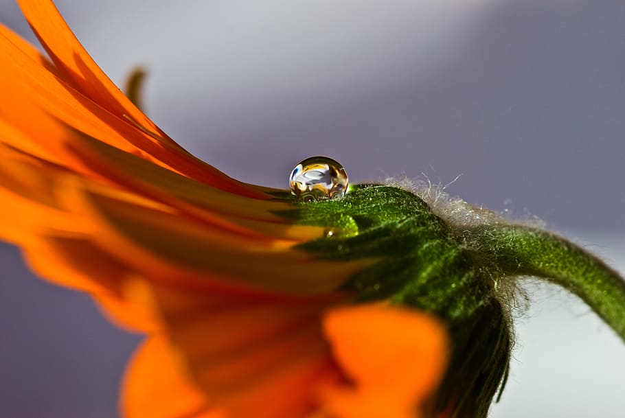macro photography of orange daisy, drip, blossom, bloom, plant HD wallpaper