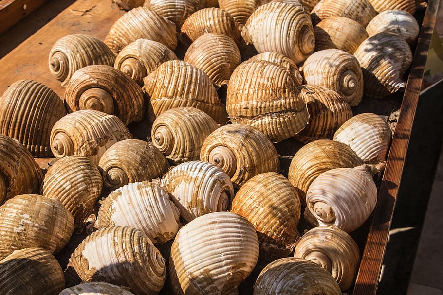 snails, housing, animal, shell, spiral, reptile, large group of objects HD wallpaper
