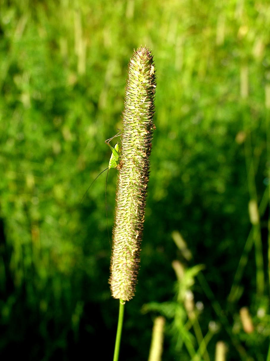 Grass, Insect, Macro, Plant, Grasshopper, green, nature, worm HD wallpaper