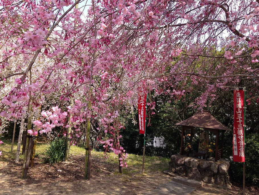 Spring, Cherry, Flowers, Japan, guardian deity of children HD wallpaper
