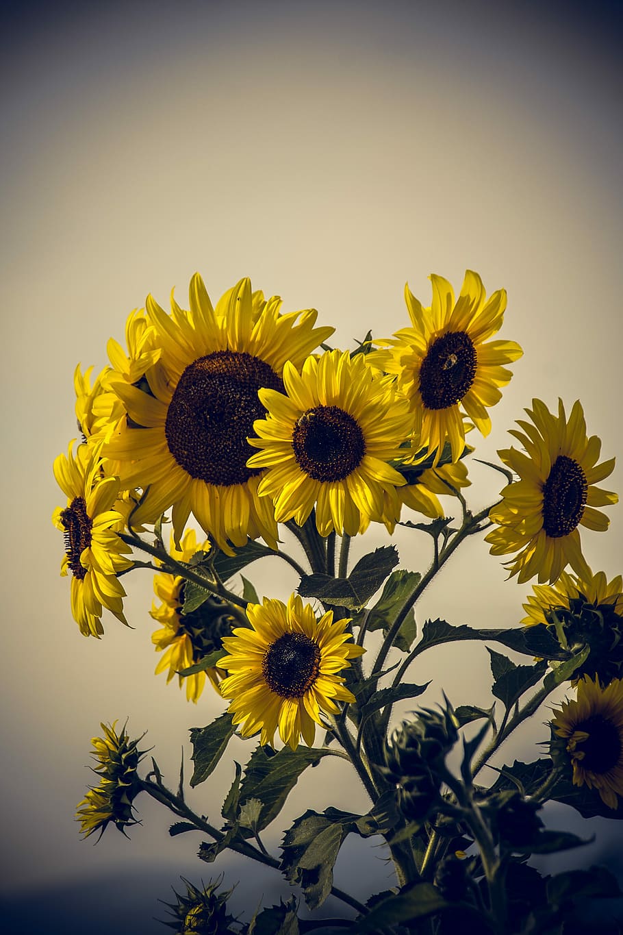 Sun Flower, Blossom, Bloom, Close, yellow, helianthus, asteraceae HD wallpaper