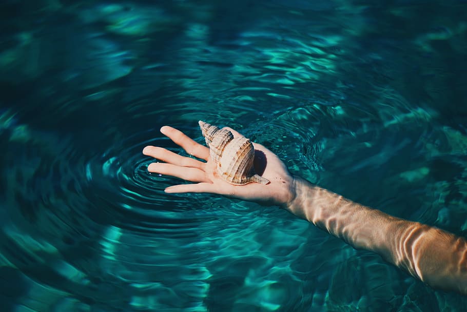 brown conch shell on right human palm, person holding conch, water HD wallpaper