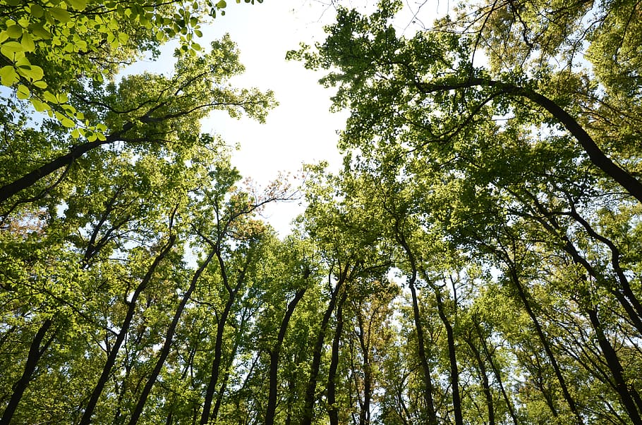 green trees under gray sky, Green, Forest, Oxygen, Woods, Spring HD wallpaper