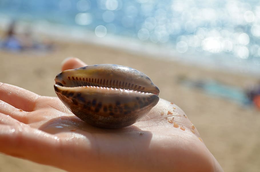 shell, sea, seashells, sand, vacation, beach, human body part HD wallpaper