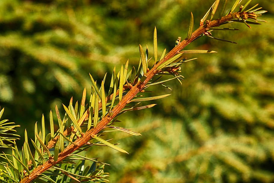 tree, nature, needle, flora, evergreen, closeup, branch, plant HD wallpaper
