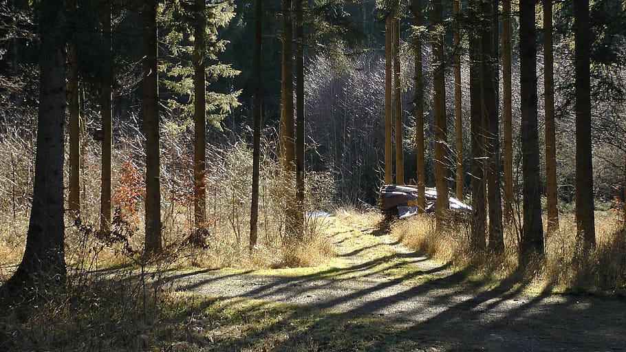 forest path, trees, nature, away, spring, mood, plant, transportation HD wallpaper