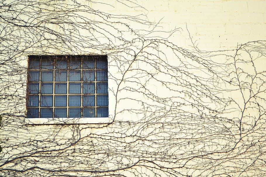 Window, Wall, Twine, Tendril, Building, creeping, climbing HD wallpaper