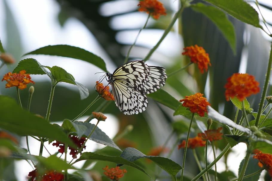 butterfly, nature, spring, green, flower, insect, colorful HD wallpaper