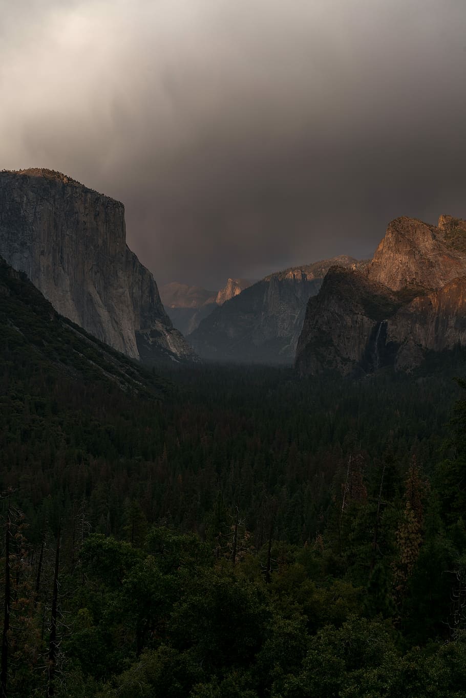 pine tree mountain, Yosemite National Park, forest, rock, outdoor HD wallpaper