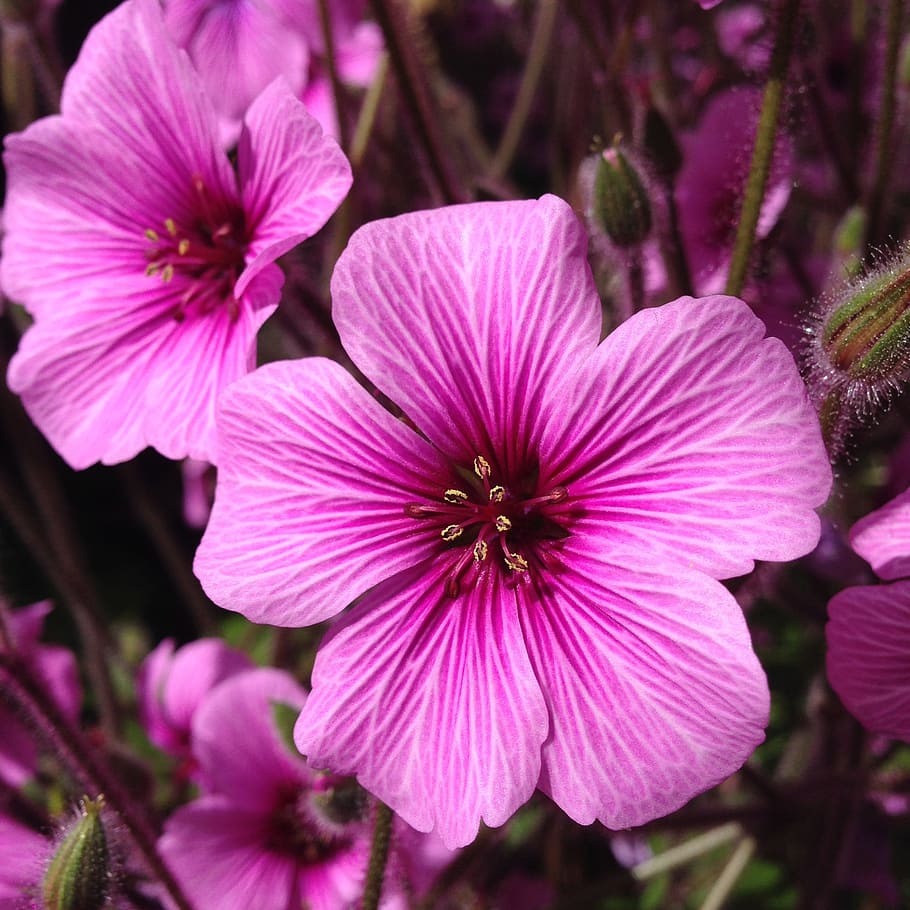 pink, flower, spring, geranium, pink flowers, flowering plant HD wallpaper