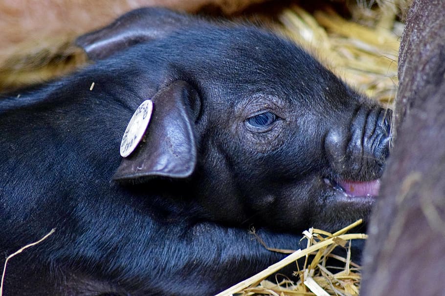 piglet, nursing, close, mammal, animal, animal themes, animal wildlife HD wallpaper