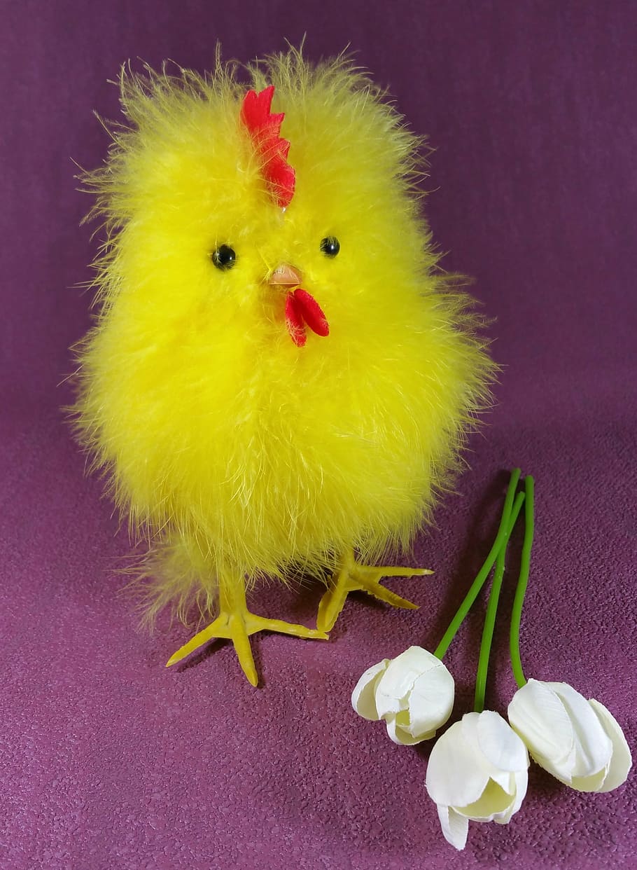 easter, chicks, chicken, hahn, cute, tulips, domestic animals HD wallpaper