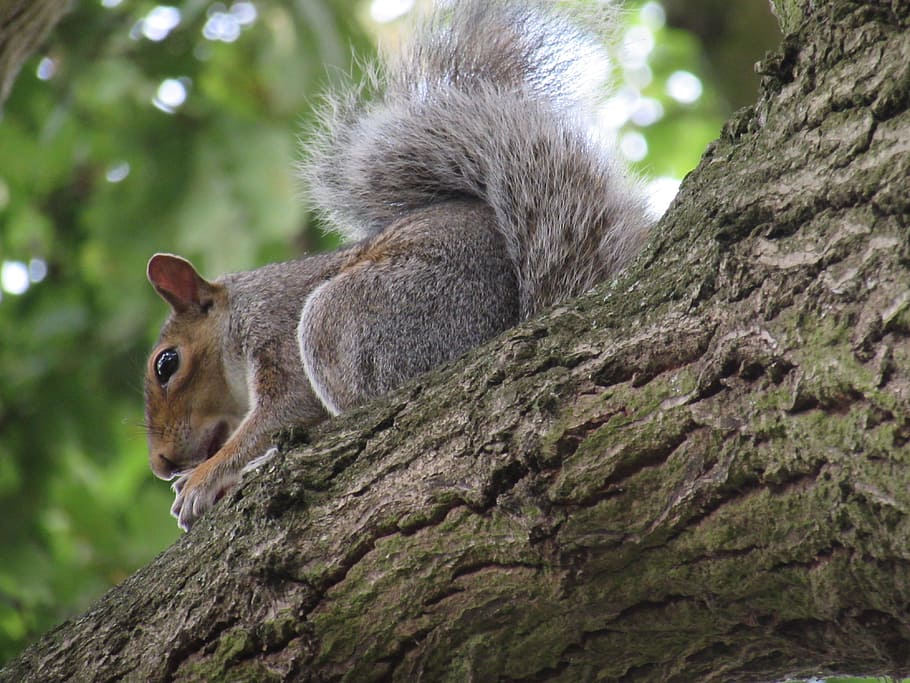 Squirrel, Tree, Nature, Eating, Animal, cute, wildlife, forest HD wallpaper