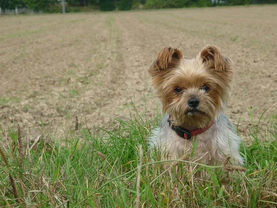 Dog, Yorkshire, Terrier, Pet, little, animal, walk, sweet, beautiful HD wallpaper