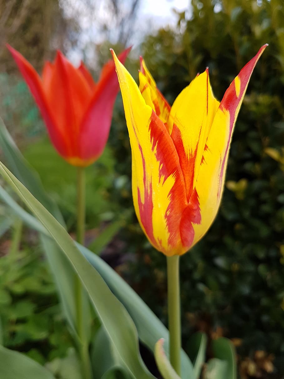 Flowers, Spring, Tulips, leaf, nature, outdoors, plant, red HD wallpaper