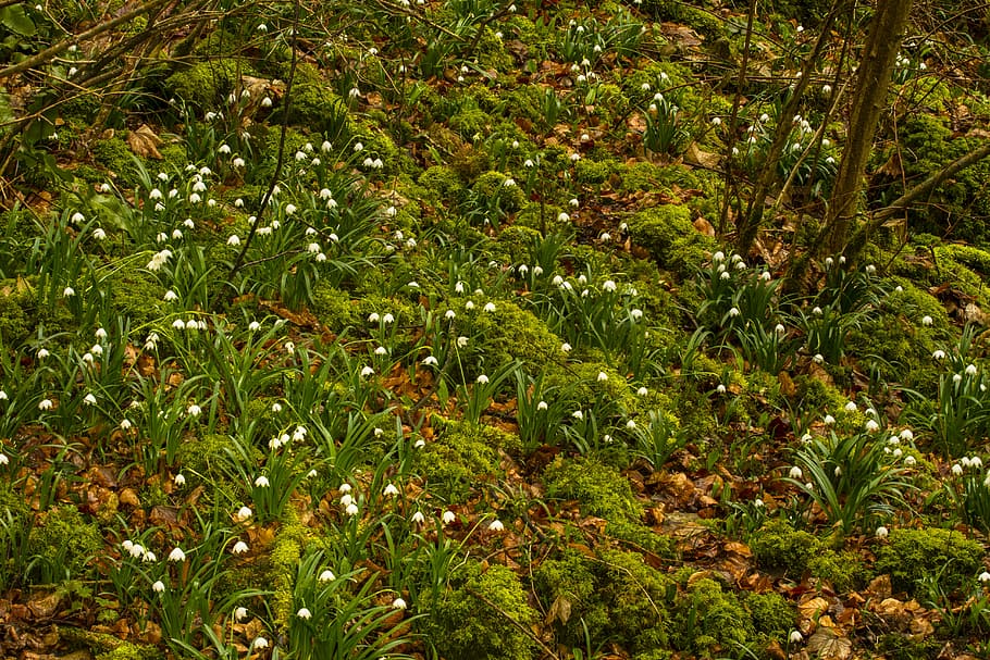 snowflake, snowdrop, spring flower, plant, growth, green color HD wallpaper