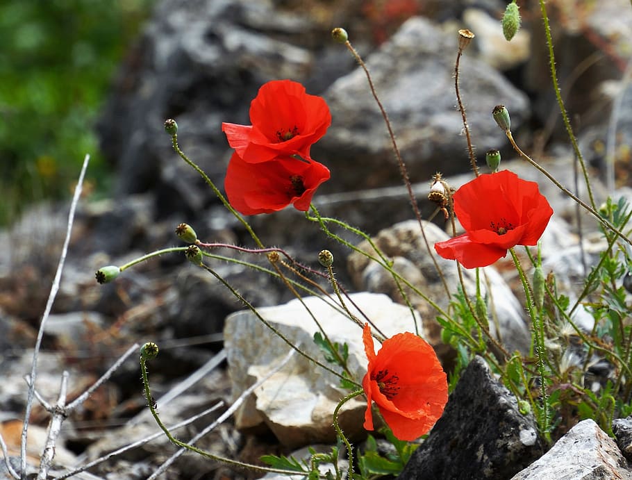 wildflower, pippy, red, rock, rockery, nature, flora, outdoors HD wallpaper