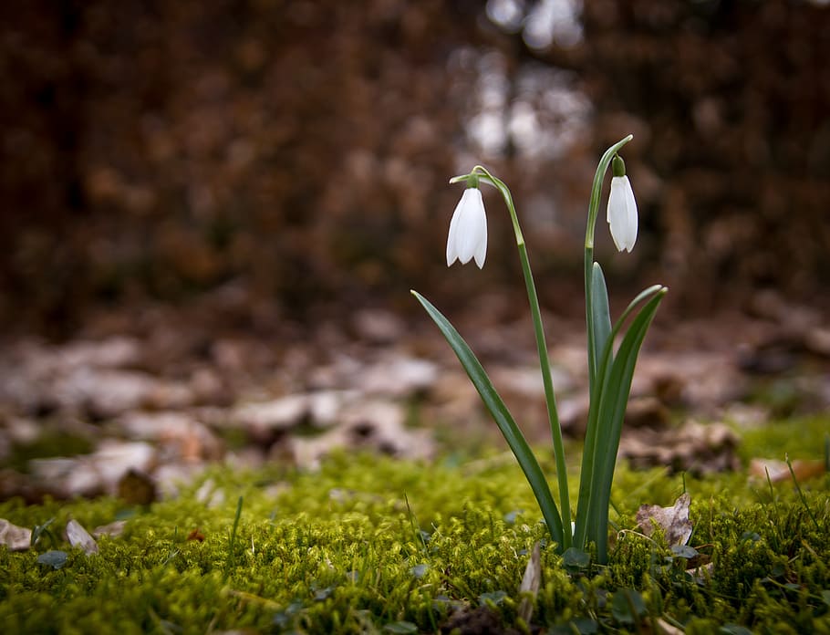 white pealed flowers focus photography, snowdrop, spring, snowdrops HD wallpaper