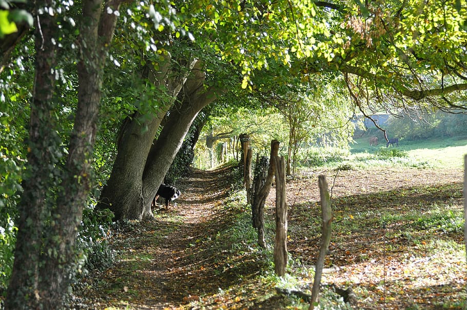 path, forest, wood, fall, undergrowth, landscape, trees, park HD wallpaper