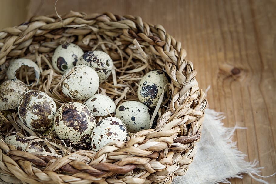 quail eggs on nest, basket, small, small eggs, natural product HD wallpaper